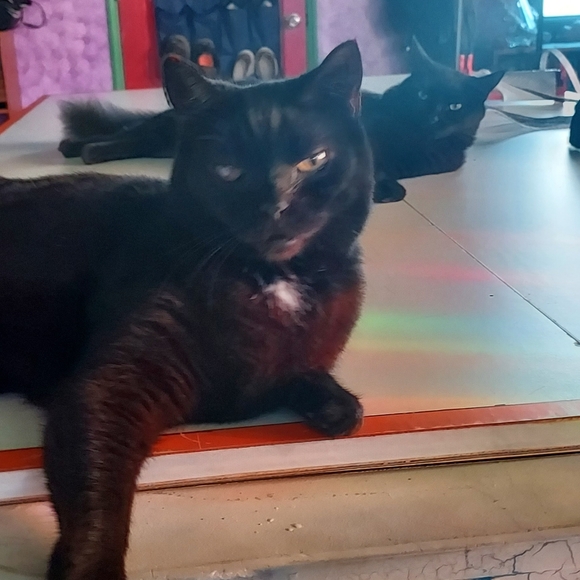 Meet your Posher, Daniel - Picture 14 of 14